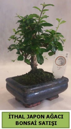 thal japon aac bonsai bitkisi sat  Ankara ankaya Oran 14 ubat sevgililer gn iek 