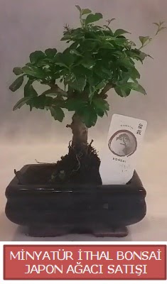 Kk grsel bonsai japon aac bitkisi  Ankara iek servisi , ieki adresleri 