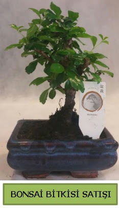 Bonsai ithal grsel minyatr japon aac  Ankara ankaya iek online iek siparii 