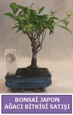 thal Bonsai japon aac bitkisi sat  Ankara Krkkonaklar cicekciler , cicek siparisi 