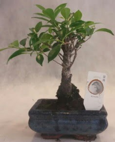 Bonsai aac japon aa bitkisi  Ankara trkz iek gnderme 