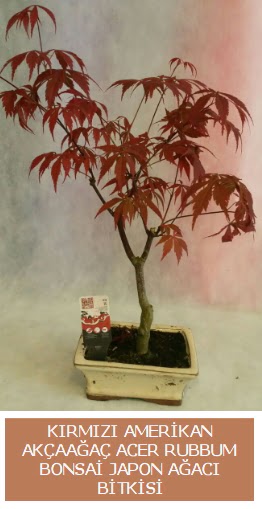 Amerikan akaaa Acer Rubrum bonsai  Ankara bilkent iek gnderme 