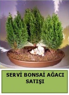 BONSA 3 L SERV BONSA AACI  Ankara ankaya Oran 14 ubat sevgililer gn iek 