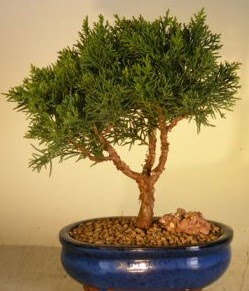 Servi am bonsai japon aac bitkisi  Ankara trkz iek gnderme 