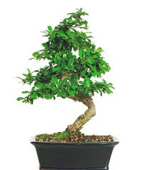 Bonsai bitkisi sat  Ankara ankaya Oran 14 ubat sevgililer gn iek 