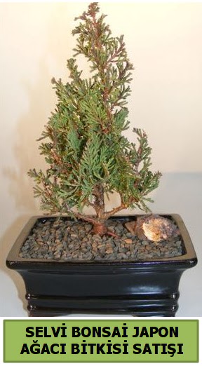 Selvi am japon aac bitkisi bonsai  Ankara ankaya Oran 14 ubat sevgililer gn iek 