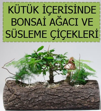 Ktk ierisinde bonsai japon aa bitkisi  Ankara ankaya sevgilime hediye iek 