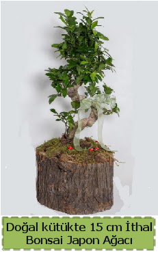 Doal ktkte thal bonsai japon aac  Ankara cebeci cicek , cicekci 