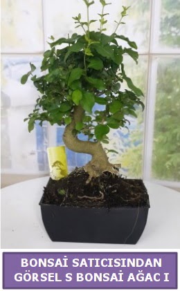 S dal erilii bonsai japon aac  Ankara ankaya sevgilime hediye iek 