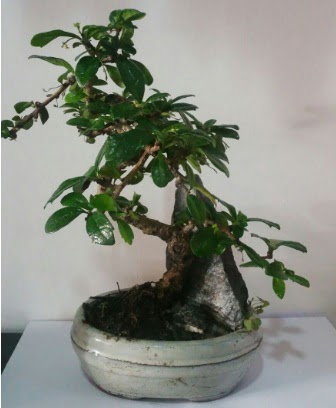 S eklinde ithal bonsai aac  Ankara trkz iek gnderme 