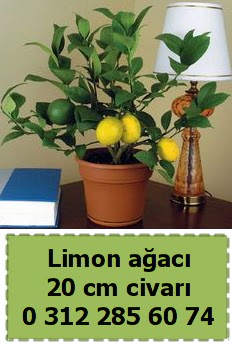 Limon aac bitkisi  Ankara ankaya Oran 14 ubat sevgililer gn iek 