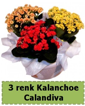 3 renk Kalanchoe Calandiva saks bitkisi  Ankara cebeci cicek , cicekci 