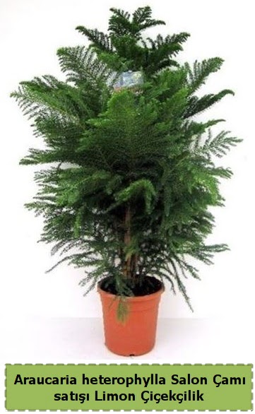 Salon am Sat Araucaria heterophylla  Ankara ankaya sevgilime hediye iek 