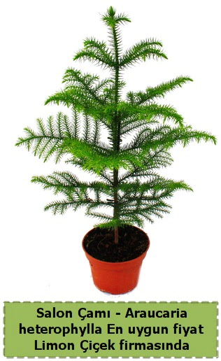 Araucaria heterophylla Salon am tek dall  Ankara ankaya sevgilime hediye iek 