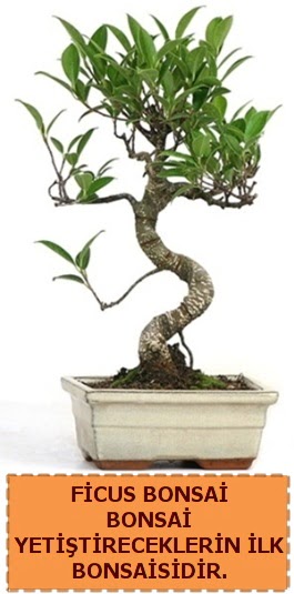 Ficus bonsai 15 ile 25 cm arasndadr  Ankara trkz iek gnderme 