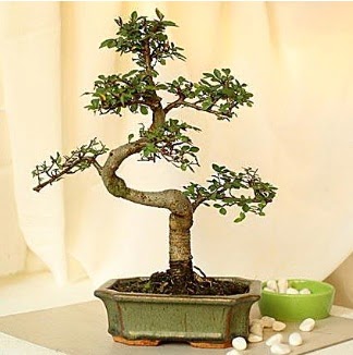 Shape S bonsai  Ankara Krkkonaklar cicekciler , cicek siparisi 