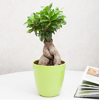 Ficus Ginseng Bonsai  Ankara ankaya online iek gnderme