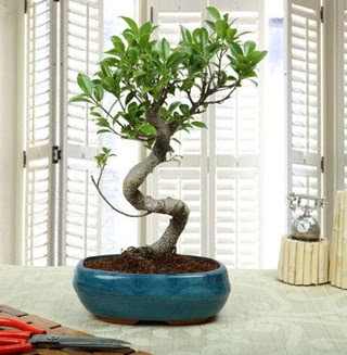 Amazing Bonsai Ficus S thal  Ankara kavakldere iek siparii vermek 