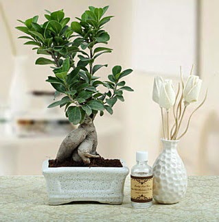 Ginseng ficus bonsai  Ankara kaliteli taze ve ucuz iekler 