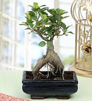 Appealing Ficus Ginseng Bonsai  Ankara kkesat iek , ieki , iekilik 