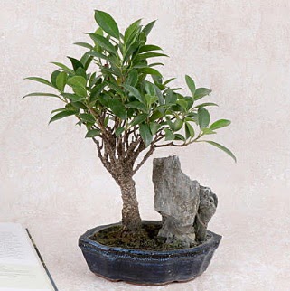 Japon aac Evergreen Ficus Bonsai  Ankara dikmen iek maazas 