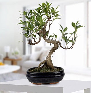 Gorgeous Ficus S shaped japon bonsai  Ankara bykesat hediye iek yolla 