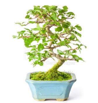 S zerkova bonsai ksa sreliine  Ankara Krkkonaklar cicekciler , cicek siparisi 