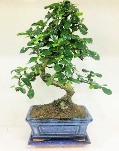 S Bonsai japon aac bitkisi  Ankara bilkent iek gnderme 