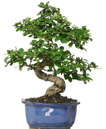 21 ile 25 cm aras zel S bonsai japon aac  Ankara ankaya Oran 14 ubat sevgililer gn iek 