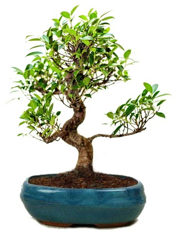 25 cm ile 30 cm aralnda Ficus S bonsai  Ankara dikmen iek maazas 