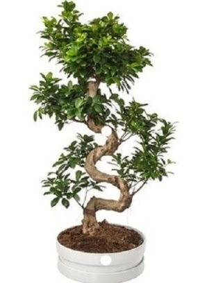 90 cm ile 100 cm civar S peyzaj bonsai  Ankara dikmen iek maazas 