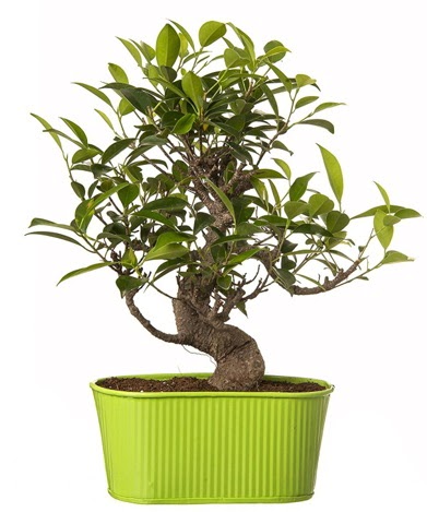 Ficus S gvdeli muhteem bonsai  Ankara Anttepe yurtii iek siparii 