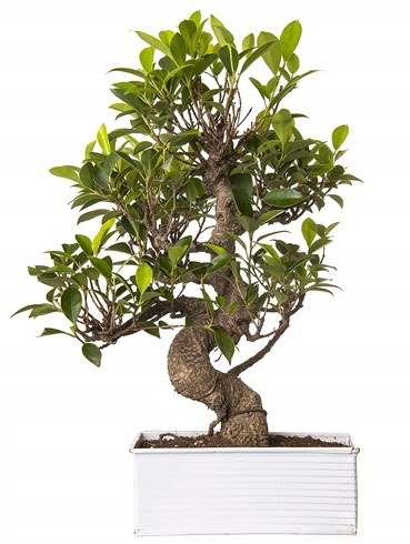 Exotic Green S Gvde 6 Year Ficus Bonsai  Ankara dikmen iek maazas 