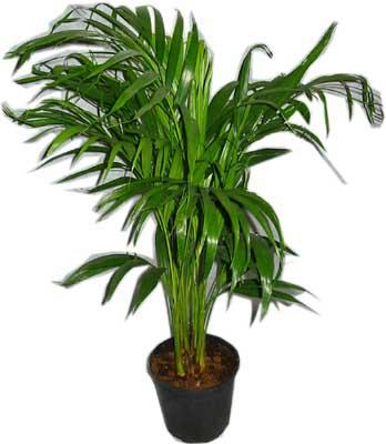  Ankara seyranbalar iek siparii  Areca palm  