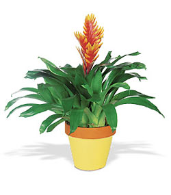  Ankara bilkent iek gnderme  Exotic Bromeliad ithal saksi