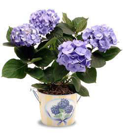  Ankara kkesat iek , ieki , iekilik  Hydrangea Plant ortanca