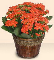  Ankara seyranbalar iek siparii  Large Kalanchoe in Basket