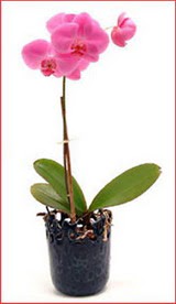  Ankara merutiyet ieki maazas  Phalaenopsis Orchid Plant