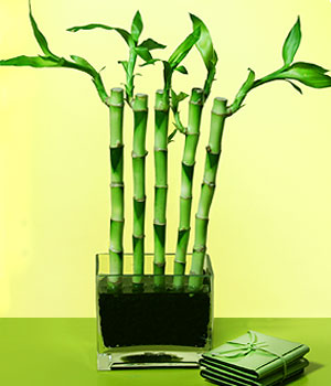  Ankara kkesat iek , ieki , iekilik  Good Harmony Lucky Bamboo camda