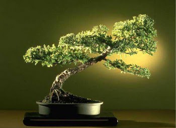 ithal bonsai saksi iegi  Ankara ankaya Oran online ieki , iek siparii 