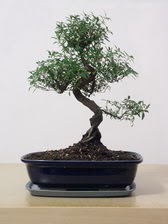 ithal bonsai saksi iegi  Ankara balgat iek yolla , iek gnder 