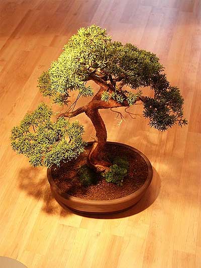 ithal bonsai saksi iegi  Ankara merutiyet ieki maazas 