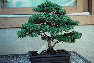 ithal bonsai saksi iegi  Ankara ankaya online iek gnderme