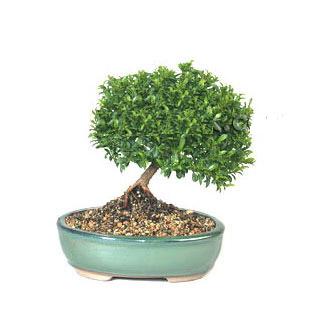 ithal bonsai saksi iegi  Ankara stz iek yolla 