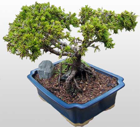 ithal bonsai saksi iegi  Ankara ankaya Oran online ieki , iek siparii 