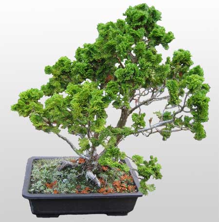 ithal bonsai saksi iegi  Ankara Krkkonaklar cicekciler , cicek siparisi 