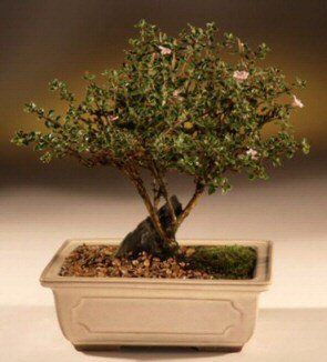 ithal bonsai saksi iegi  Ankara merutiyet ieki maazas 