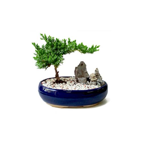 ithal bonsai saksi iegi  Ankara cebeci cicek , cicekci 