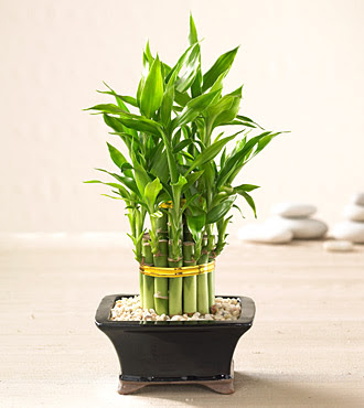 Lucky Bamboo saksi iegi  Ankara balgat gvenli kaliteli hzl iek 