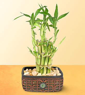 Lucky Bamboo  saksi iegi  Ankara Bahelievler nternetten iek siparii 